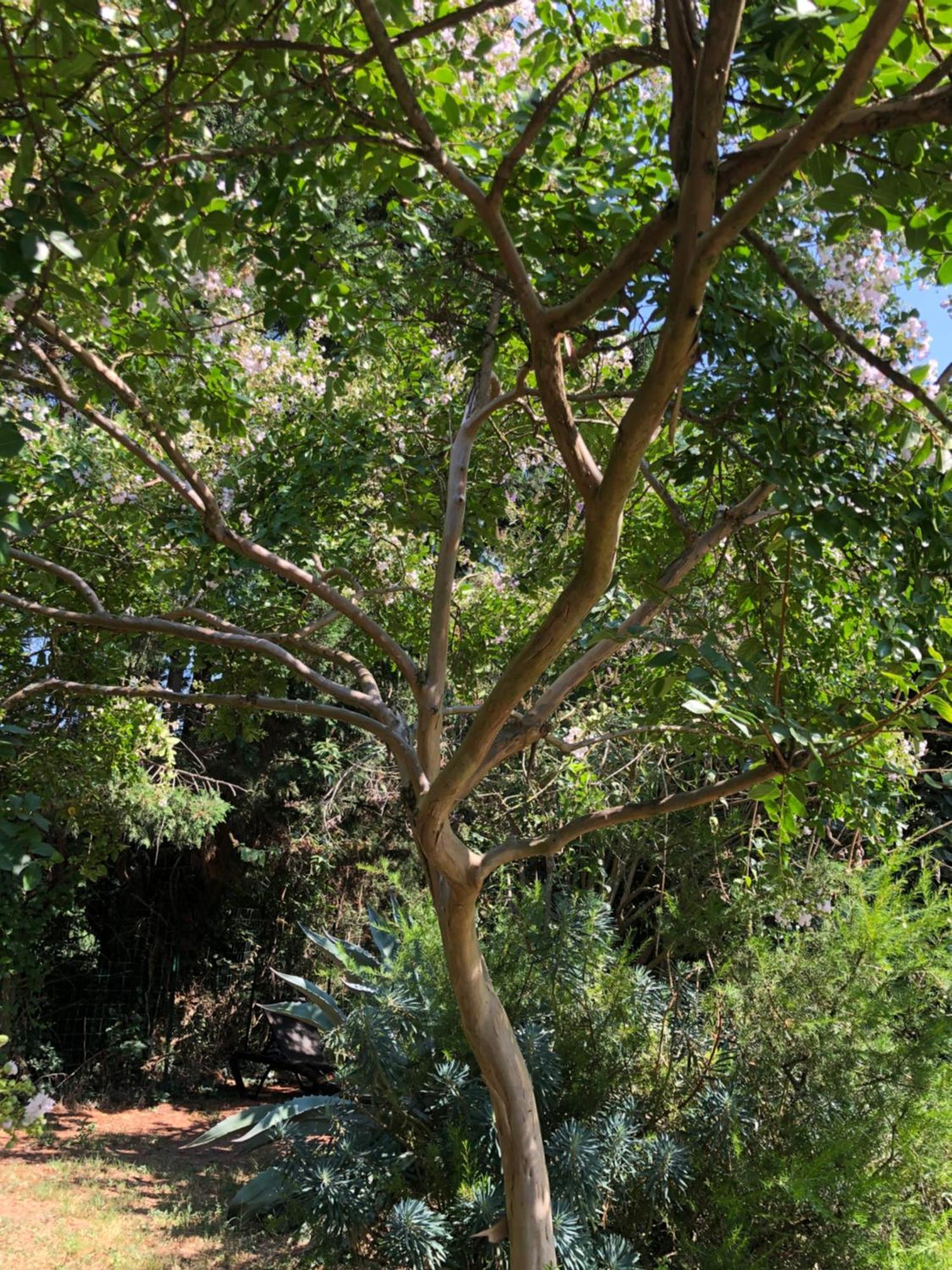 La Bastide De Negra Bed and Breakfast Montesquieu-Lauragais Εξωτερικό φωτογραφία