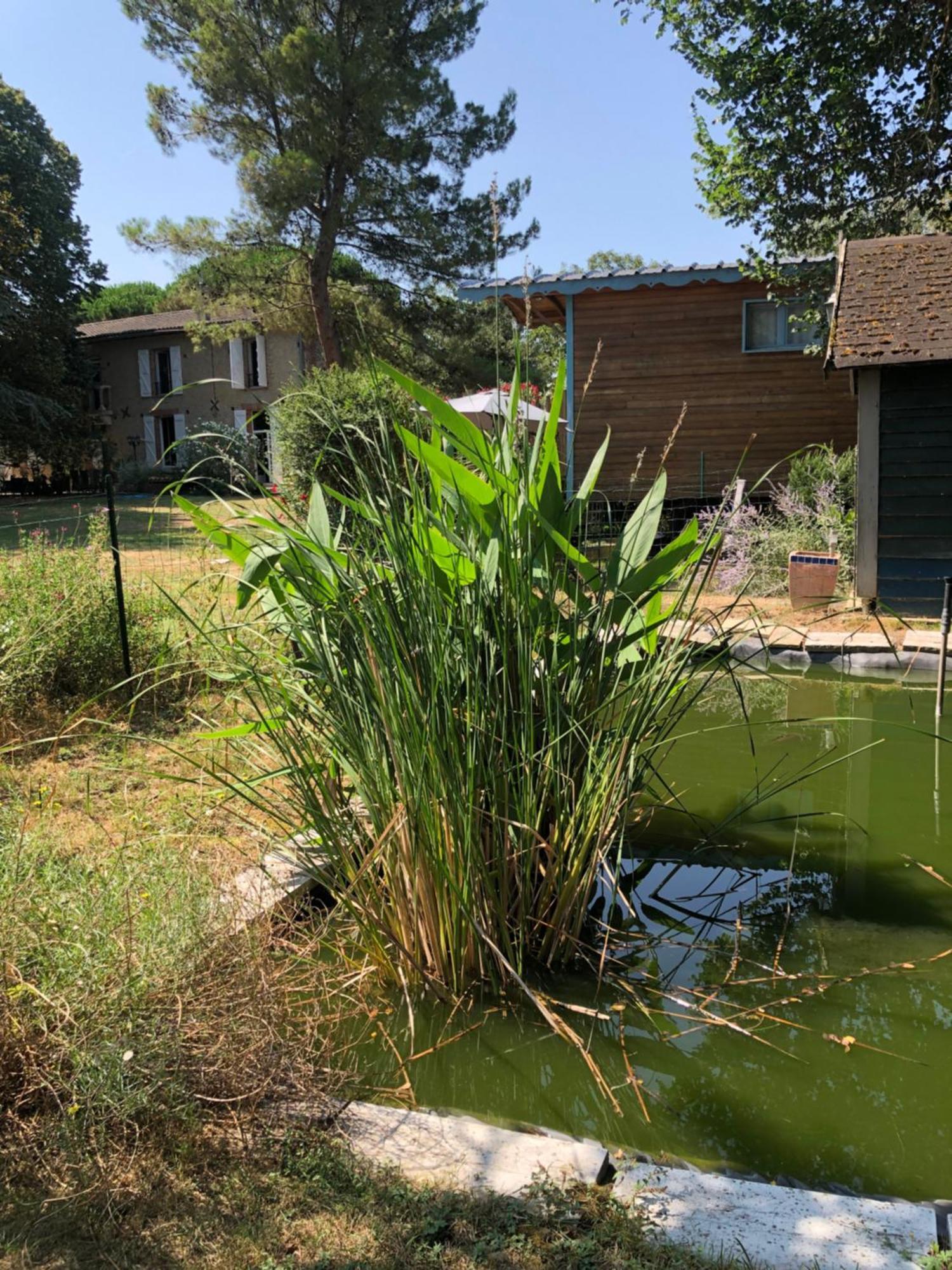 La Bastide De Negra Bed and Breakfast Montesquieu-Lauragais Εξωτερικό φωτογραφία